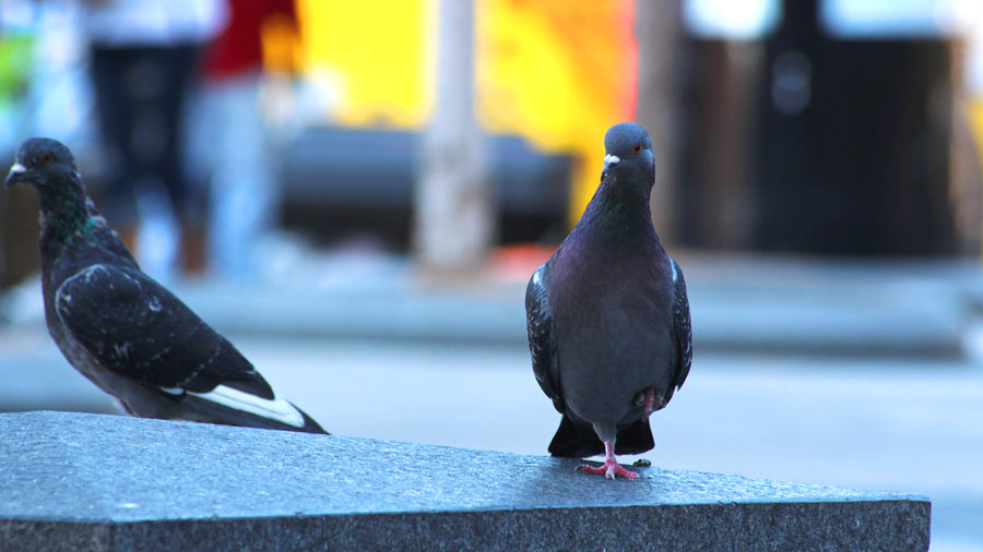 Pigeons within downtown Dallas stand idle.