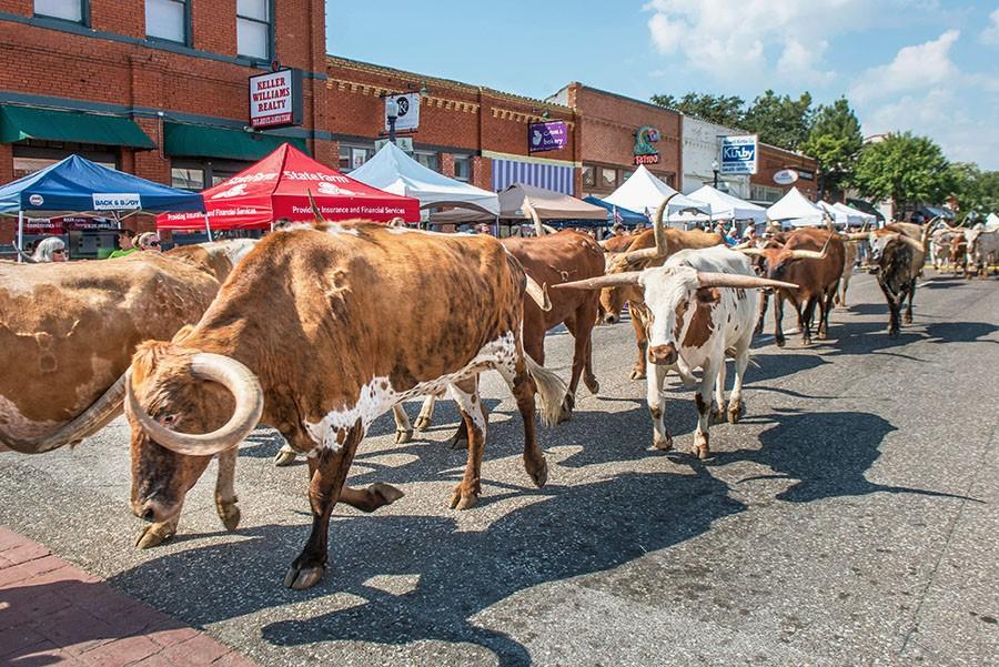 Cattle+stroll+down+Main+Street+during+the+2014+Western+Days+parade.+Photo+courtesy+of+the+City+of+Lewisville.