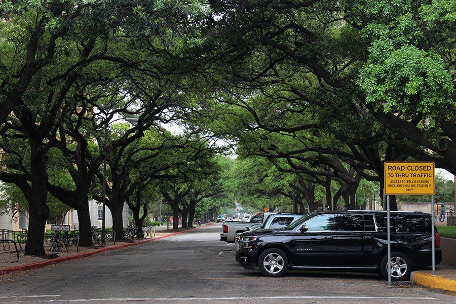 A tree canopy along a street on the UT campus.