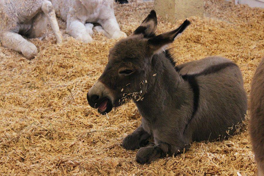 A young donkey rests in the Childrens Health Barnyard.
