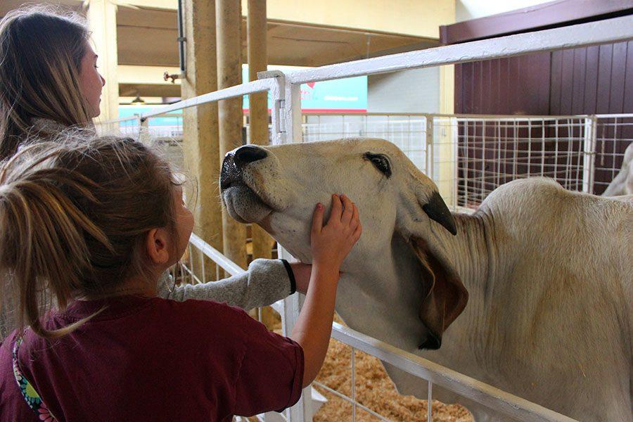 A child gets a close view of the cow as part of the Children Healths petting zoo.
