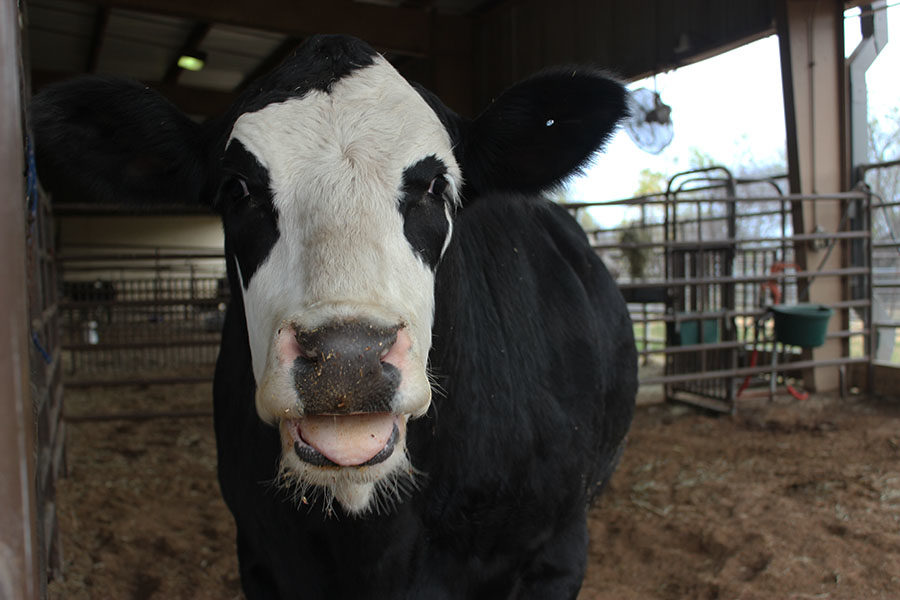 An FFA cow sticks out its tongue. 