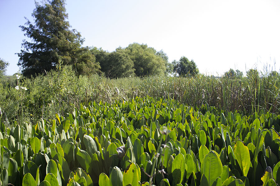 The scenery of the wetland showcases different types of plants and green life.