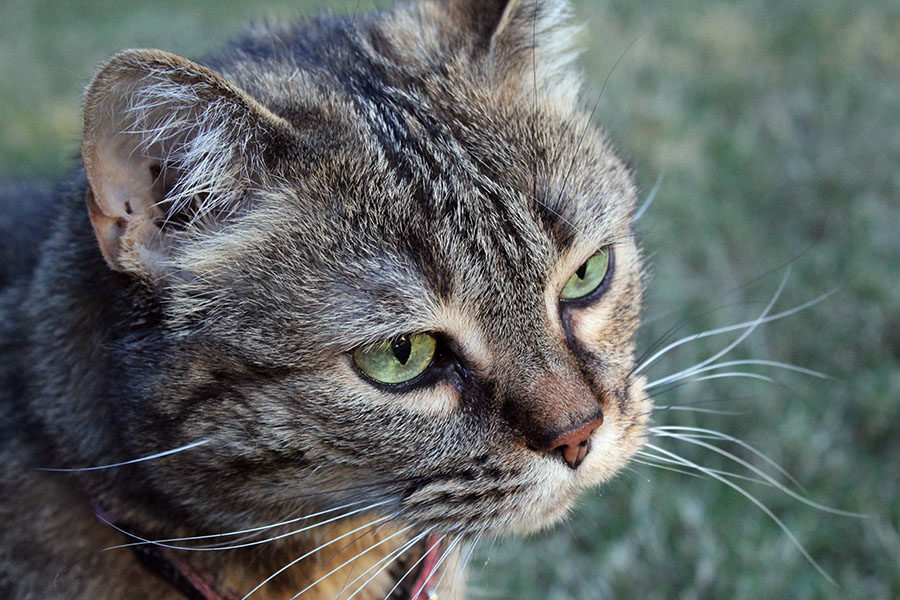 A barely-audible squeak of a ‘meow’ came out of the feline as I sat on the grass next to it, instantly falling in love.