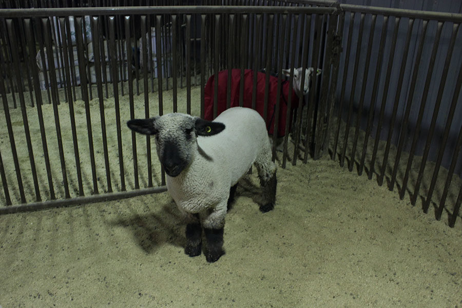 A lamb sits in its pen after getting groomed for Winter Buckle on Wednesday, Dec. 5.
