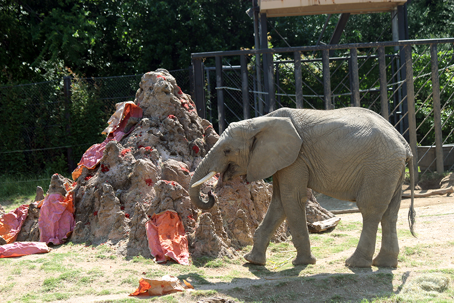A birthday bash was celebrated amongst the elephants as it was one of their birthdays last Saturday. They ate edible paper mâché treats all around their home.