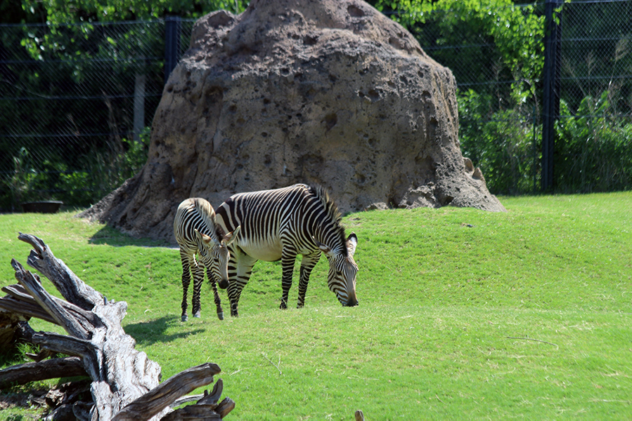 In the Giants of the Savanna exhibit, students saw giraffes, elephants, zebras and other animals coexisting together in a habitat that replicates the wild. 