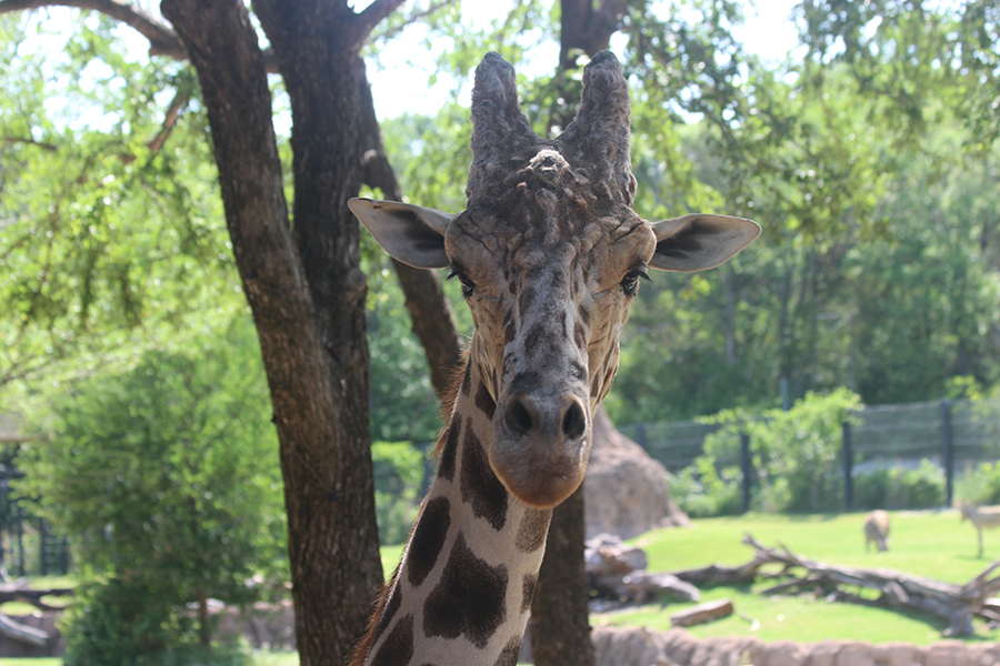 In the Diane and Hal Brierley Giraffe Ridge exhibit students fed the giraffes for $6 and got an up close look at Tebogo the giraffe. 