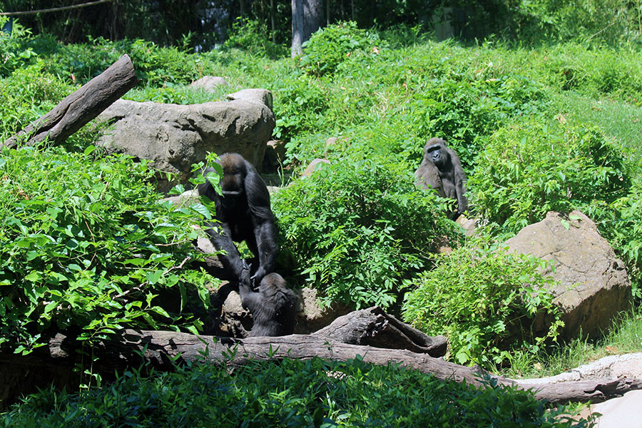 Along the Gorilla Trail exhibit, groups observed the relationship between the gorillas and watched as an older gorilla helped the younger one up the rocks. 