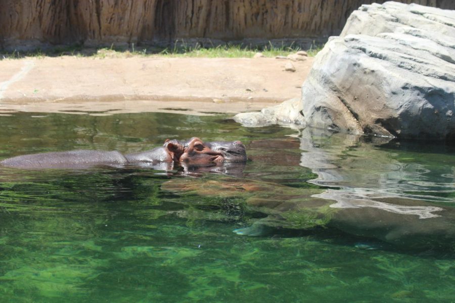 Entering Simmons Hippo Outpost exhibit, AVID students saw two hippos. One was resting its head on the other who was completely submerged in the water to escape the hot weather.