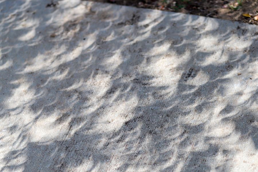 Little crescent shadows appear on the sidewalk from the effect of sunlight peering through the trees. The shadows sharpen as a result of the eclipse reaching totality.